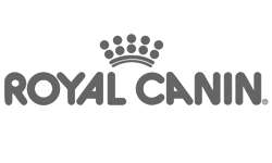 royal cann szary.jpg